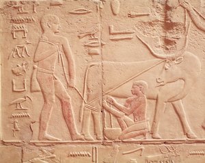 نقش يصور رجلاً يحلب بقرة ، من مصطبة كاجمني ، المملكة القديمة (الحجر الجيري المطلي)