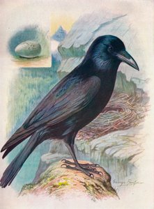 الغراب - Corvus corax ، c1910 ، 1910