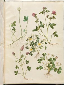 trifolium repens (البرسيم الأبيض) ؛ Trifolium pratense (البرسيم الأحمر) ؛ Oxalis corniculata (البرسيم الحامض) ؛ Trifolium incarnatum (البرسيم الدموي) ؛ Oxalis acetosella (حميض الخشب)