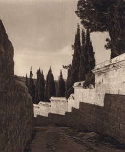 القدس ، حديقة الجثسيماني (b / w photo) بواسطة كارل جروبر