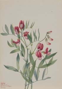 Wild Pea Lathyrus decaphyllus ، 1938.