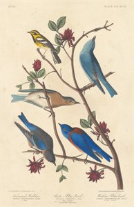 المغرد في Townsend's ، و Arctic Blue Bird ، و Western Blue Bird