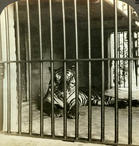 تم القبض على نمر آسر تم القبض عليه رجل ل 200 حالة وفاة ، كالكوتا ، الهند ، c1903.