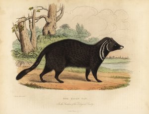 الزباد الأفريقي ، Civettictis civetta.