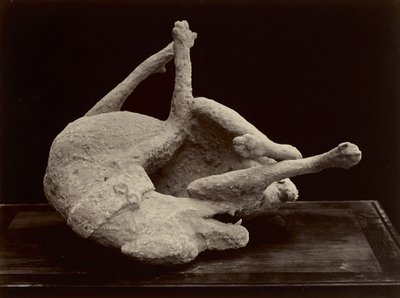 الكلب ، بومبي ، حوالي عام 1870 (طباعة فضية زلال من الزجاج السلبي) بواسطة جورجيو الصيف